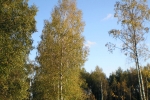 ОСЕНЬ. СНТ ПОБЕДА