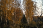 ОСЕНЬ. СНТ ПОБЕДА